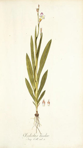 Nikolaus Joseph Freiherr von Jacquin - Gladiolus bicolor.webp