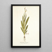 Gladiolus bicolor - Nikolaus Joseph Freiherr von Jacquin — oprawiony obraz na ścianie