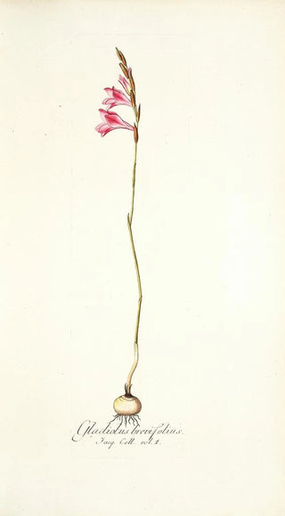 Nikolaus Joseph Freiherr von Jacquin - Gladiolus brevifolius.webp