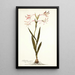 Gladiolus carneus - Nikolaus Joseph Freiherr von Jacquin — oprawiony obraz na ścianie