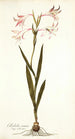 Gladiolus carneus - Nikolaus Joseph Freiherr von Jacquin — widok dzieła