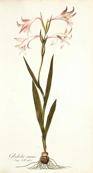Nikolaus Joseph Freiherr von Jacquin - Gladiolus carneus.webp