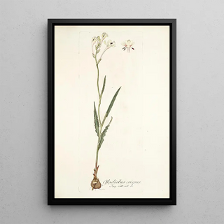 Nikolaus Joseph Freiherr von Jacquin - Gladiolus crispus.webp