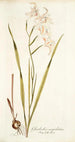 Gladiolus cuspidatus - Nikolaus Joseph Freiherr von Jacquin — widok dzieła
