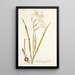 Gladiolus cuspidatus - Nikolaus Joseph Freiherr von Jacquin — oprawiony obraz na ścianie