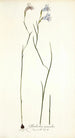 Gladiolus gracilis - Nikolaus Joseph Freiherr von Jacquin — widok dzieła