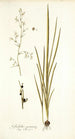 Gladiolus gramineus - Nikolaus Joseph Freiherr von Jacquin — widok dzieła