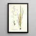 Gladiolus gramineus - Nikolaus Joseph Freiherr von Jacquin — oprawiony obraz na ścianie