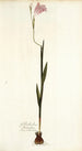 Gladiolus hirsutus - Nikolaus Joseph Freiherr von Jacquin — widok dzieła
