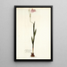 Gladiolus hirsutus - Nikolaus Joseph Freiherr von Jacquin — oprawiony obraz na ścianie
