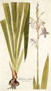 Gladiolus iridifolius - Nikolaus Joseph Freiherr von Jacquin — widok dzieła