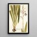 Gladiolus iridifolius - Nikolaus Joseph Freiherr von Jacquin — oprawiony obraz na ścianie