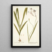 Gladiolus longiflorus - Nikolaus Joseph Freiherr von Jacquin — oprawiony obraz na ścianie