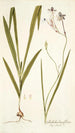 Gladiolus longiflorus - Nikolaus Joseph Freiherr von Jacquin — widok dzieła