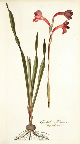 Nikolaus Joseph Freiherr von Jacquin - Gladiolus merianus.webp