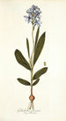 Gladiolus plicatus - Nikolaus Joseph Freiherr von Jacquin — widok dzieła