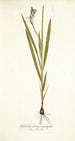 Gladiolus plicatus angustifolius - Nikolaus Joseph Freiherr von Jacquin — widok dzieła
