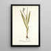 Gladiolus plicatus angustifolius - Nikolaus Joseph Freiherr von Jacquin — oprawiony obraz na ścianie