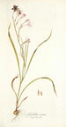 Gladiolus roseus - Nikolaus Joseph Freiherr von Jacquin — widok dzieła