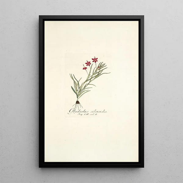 Nikolaus Joseph Freiherr von Jacquin - Gladiolus silenoides.webp
