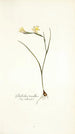 Gladiolus tenellus - Nikolaus Joseph Freiherr von Jacquin — widok dzieła