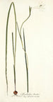 Gladiolus tristis - Nikolaus Joseph Freiherr von Jacquin — widok dzieła