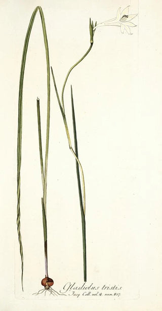Nikolaus Joseph Freiherr von Jacquin - Gladiolus tristis.webp