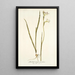 Gladiolus tristis varietas - Nikolaus Joseph Freiherr von Jacquin — oprawiony obraz na ścianie