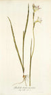 Gladiolus tristis varietas - Nikolaus Joseph Freiherr von Jacquin — widok dzieła