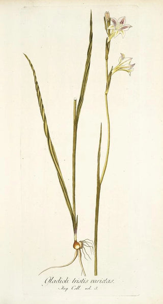 Nikolaus Joseph Freiherr von Jacquin - Gladiolus tristis varietas.webp