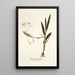 Gladiolus tubatus - Nikolaus Joseph Freiherr von Jacquin — oprawiony obraz na ścianie