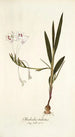 Gladiolus tubatus - Nikolaus Joseph Freiherr von Jacquin — widok dzieła