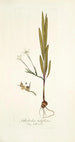 Gladiolus tubiflorus - Nikolaus Joseph Freiherr von Jacquin — widok dzieła
