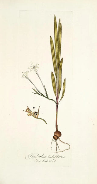 Nikolaus Joseph Freiherr von Jacquin - Gladiolus tubiflorus.webp