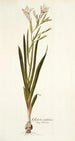 Gladiolus undulatus - Nikolaus Joseph Freiherr von Jacquin — widok dzieła