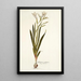 Gladiolus undulatus - Nikolaus Joseph Freiherr von Jacquin — oprawiony obraz na ścianie