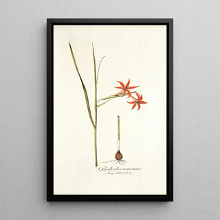 Nikolaus Joseph Freiherr von Jacquin - Gladiolus watsonius.webp