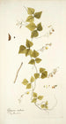 Glycine caribaea - Nikolaus Joseph Freiherr von Jacquin — widok dzieła