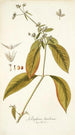 Gomphrena brasiliensis - Nikolaus Joseph Freiherr von Jacquin — widok dzieła