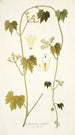 Gronovia scandens - Nikolaus Joseph Freiherr von Jacquin — widok dzieła