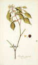 Hamellia chrysantha - Nikolaus Joseph Freiherr von Jacquin — widok dzieła