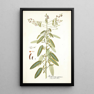 Nikolaus Joseph Freiherr von Jacquin - Hedysarum gyrans.webp