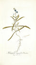 Heliophila integrifolia - Nikolaus Joseph Freiherr von Jacquin — widok dzieła
