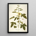 Hibiscus diversifolius - Nikolaus Joseph Freiherr von Jacquin — oprawiony obraz na ścianie