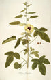 Hibiscus diversifolius - Nikolaus Joseph Freiherr von Jacquin — widok dzieła