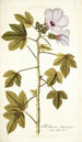 Hibiscus domingensis - Nikolaus Joseph Freiherr von Jacquin — widok dzieła
