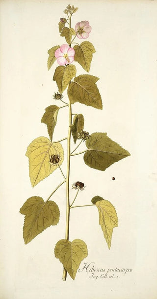 Nikolaus Joseph Freiherr von Jacquin - Hibiscus pentacarpos.webp