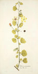 Hibiscus praemorsus - Nikolaus Joseph Freiherr von Jacquin — widok dzieła