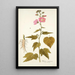 Hibiscus virginicus - Nikolaus Joseph Freiherr von Jacquin — oprawiony obraz na ścianie