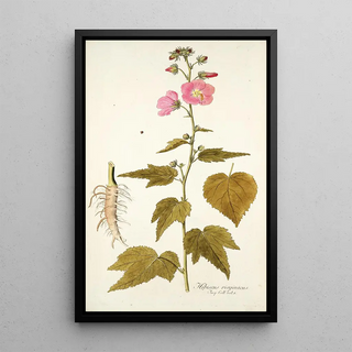 Nikolaus Joseph Freiherr von Jacquin - Hibiscus virginicus.webp